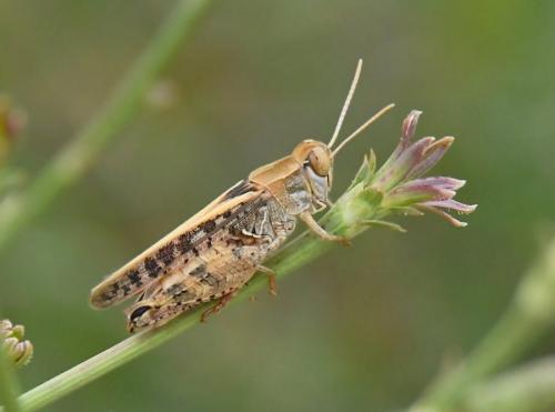 Réf. 210 549 : Calliptamus sp.